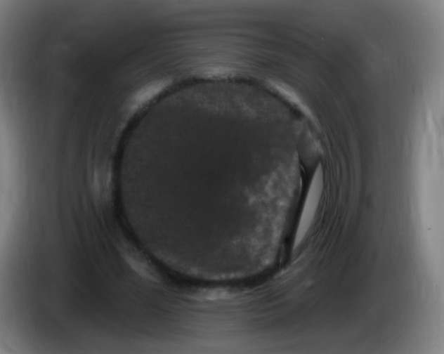 X0000085320588200703302046