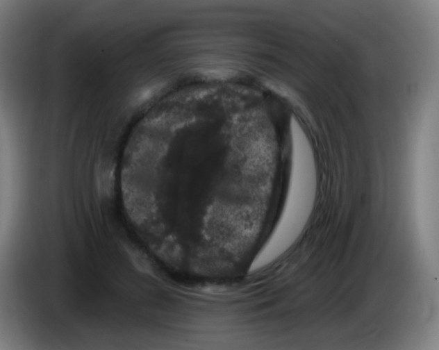 X0000085320596200703302046