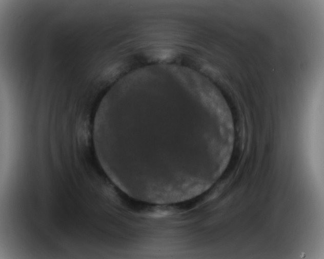 X0000085320612200703302046