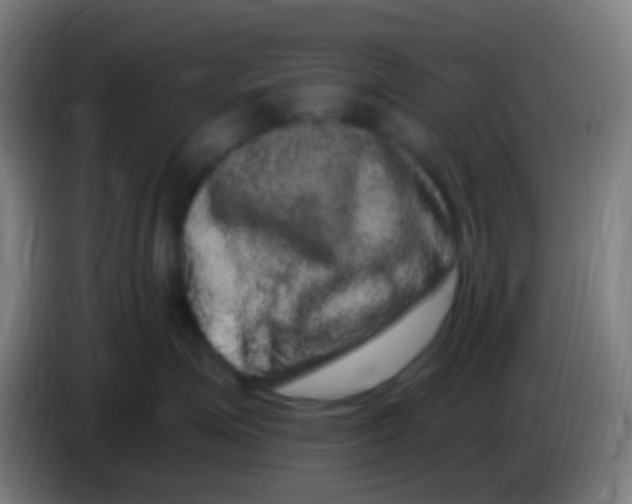 X0000085320623200703302046