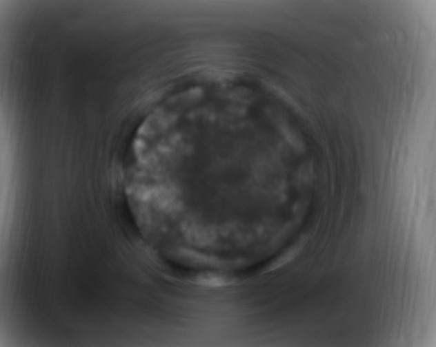 X0000085320624200703302046