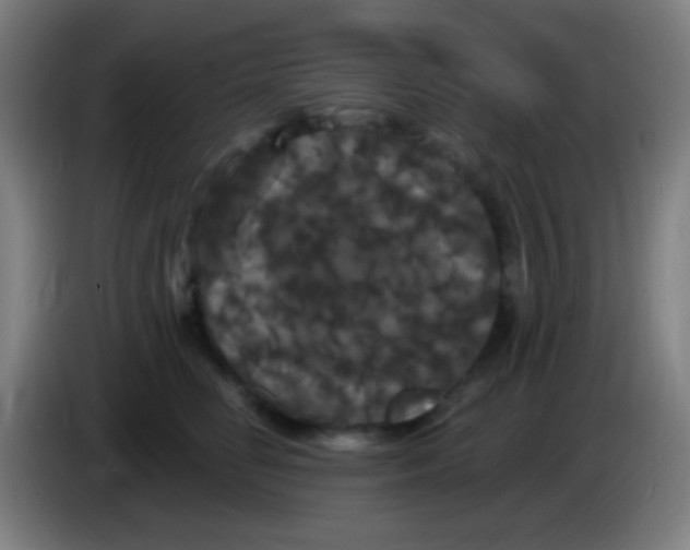 X0000085320662200703302046