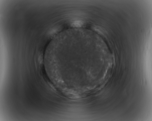 X0000085320665200703302046