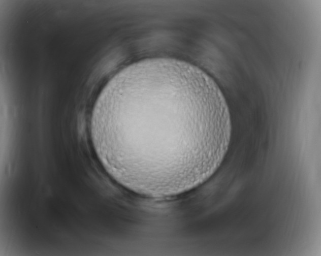 X0000085320672200703302046