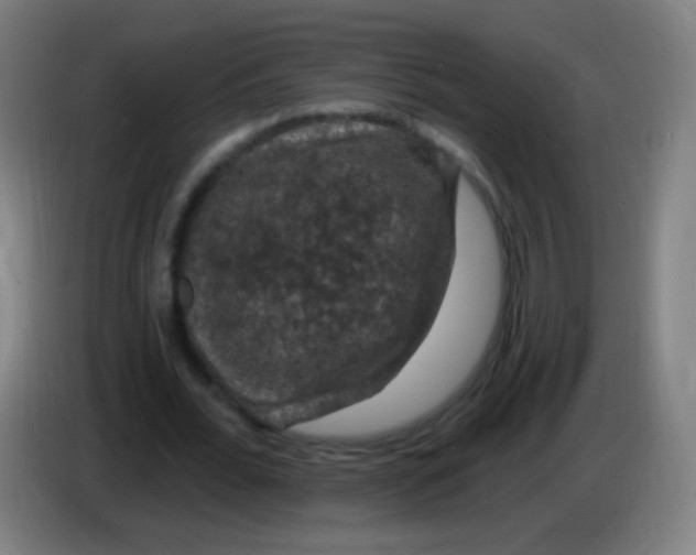 X0000085320676200703302045