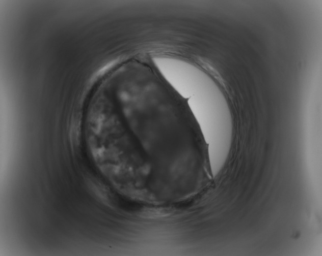 X0000085320679200703302045