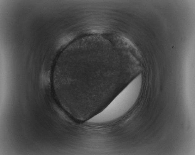 X0000085320681200703302045