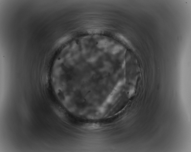 X0000085320687200703302045