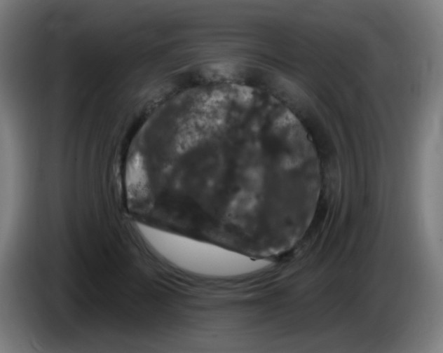 X0000085320699200703302045