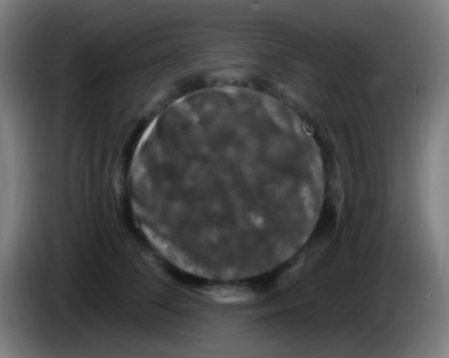 X0000085320708200703302045