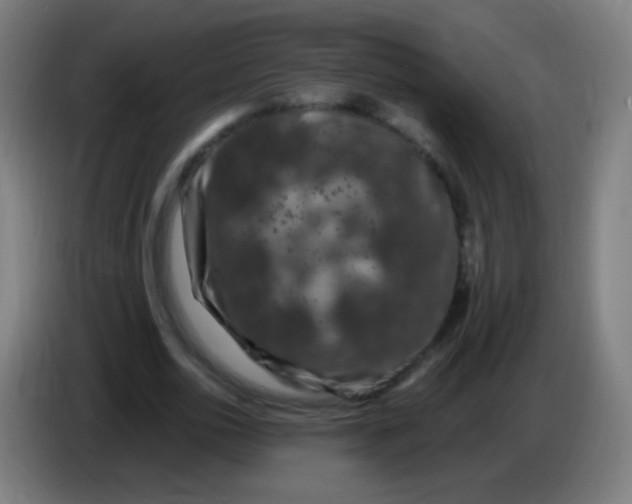 X0000085320726200703302044