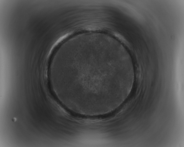 X0000085320727200703302044