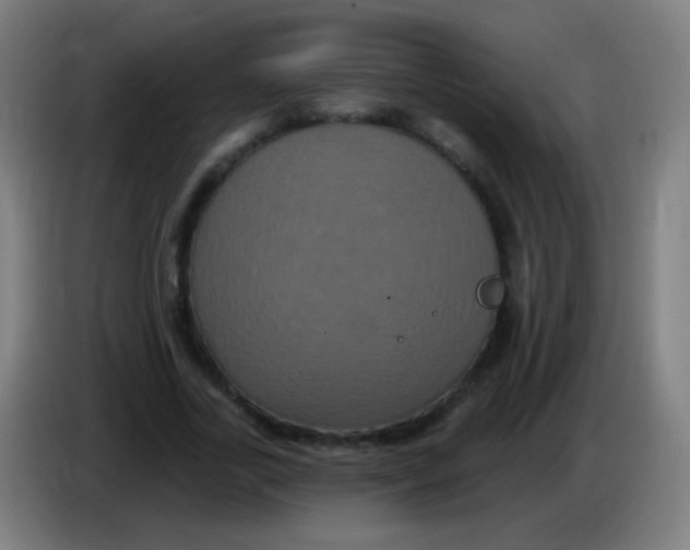 X0000085320731200703302044