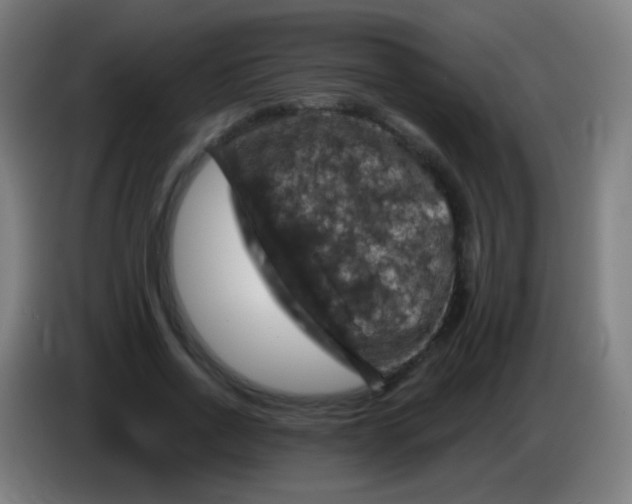 X0000085320734200703302044