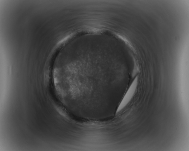 X0000085320736200703302044