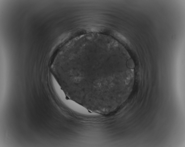 X0000085320738200703302044