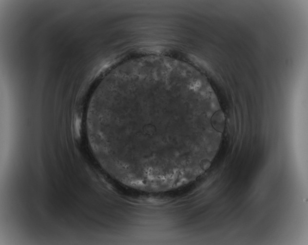 X0000085320739200703302044