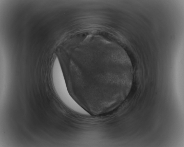 X0000085320750200703302044