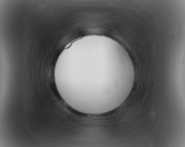 X0000085320764200703302044