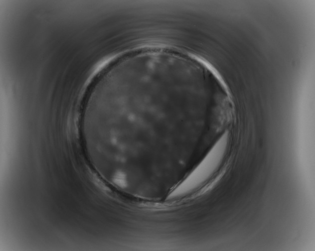 X0000085320783200703302043