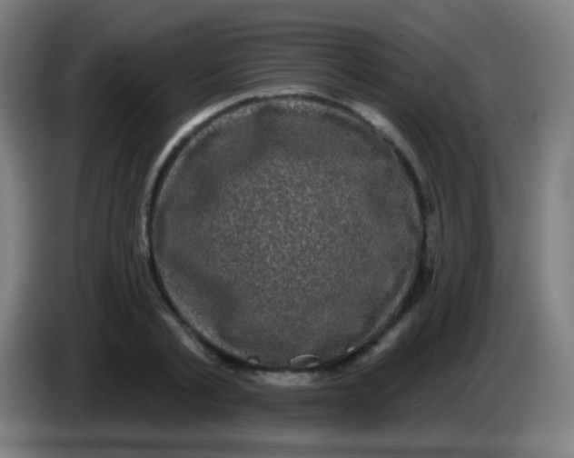 X0000085320789200703302043