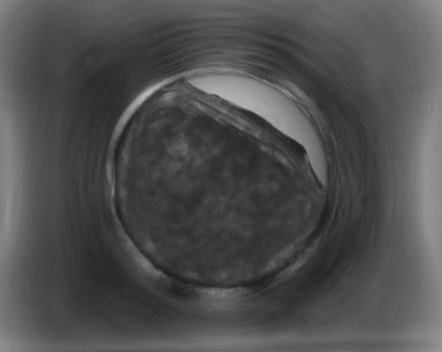 X0000085320796200703302043