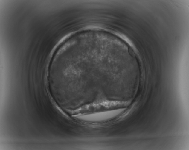 X0000085320799200703302043