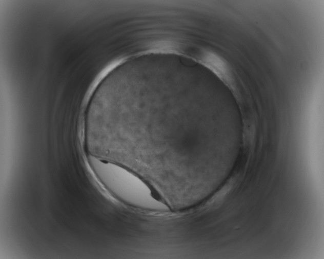 X0000085320804200703302043