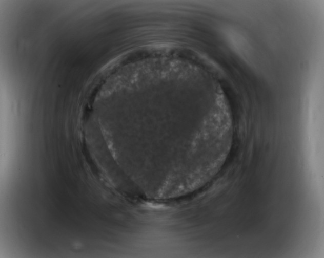 X0000085320821200703302042