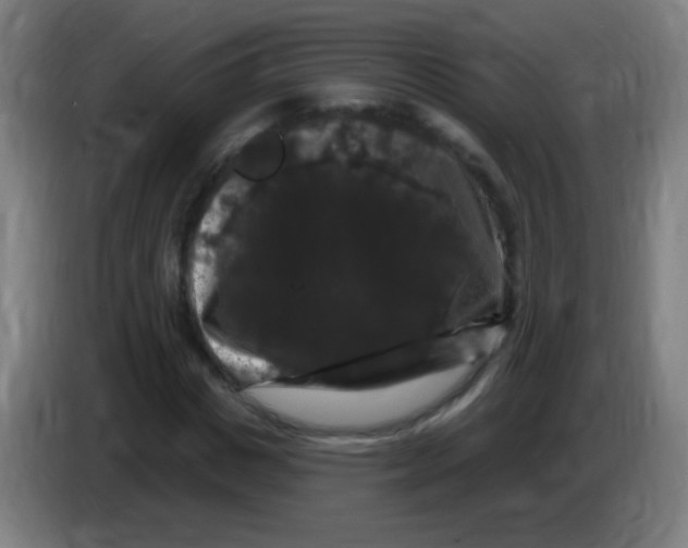 X0000085320825200703302042