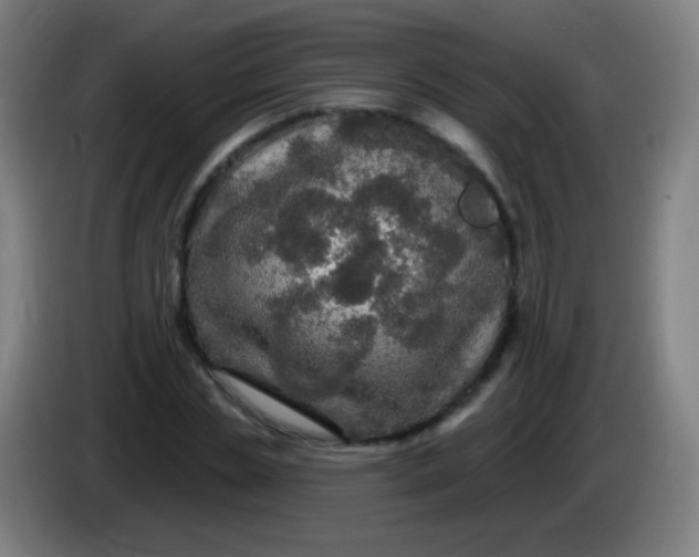 X0000085320829200703302042