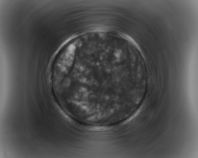 X0000085320835200703302043