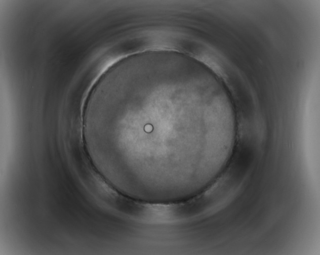 X0000085320836200703302043