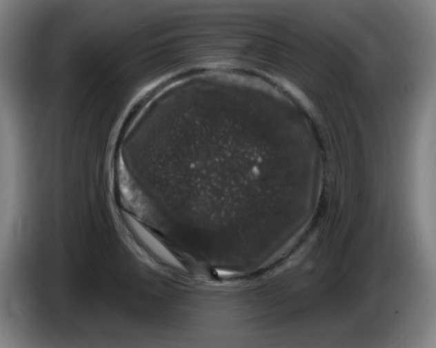 X0000085320840200703302043