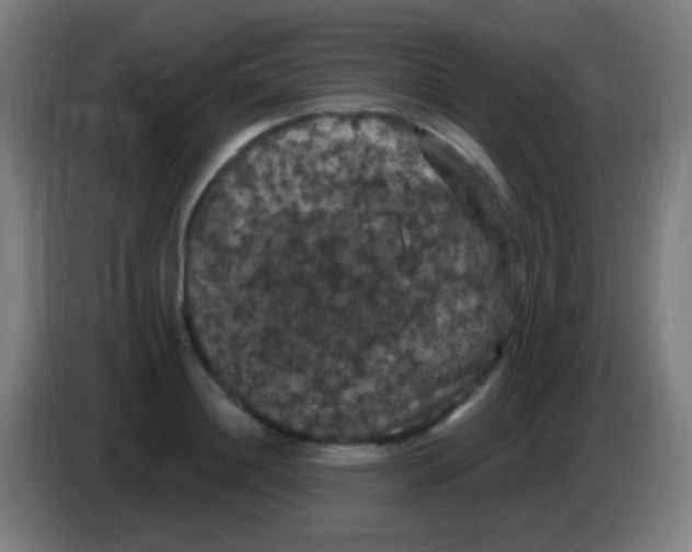 X0000085320844200703302043