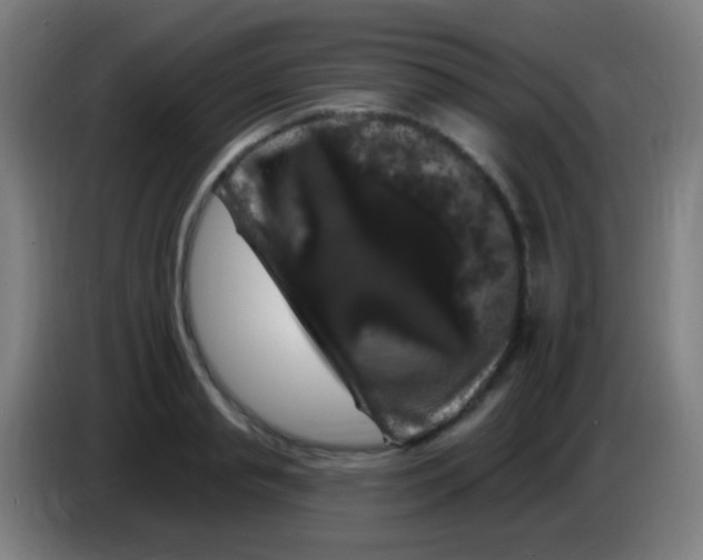 X0000085320845200703302043