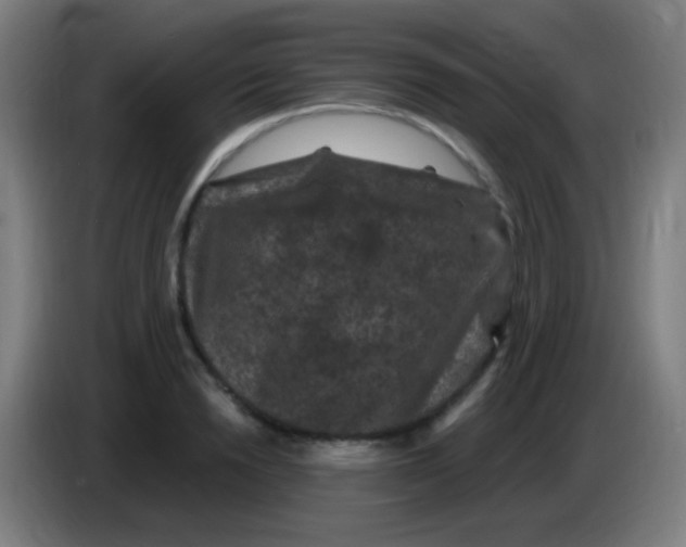 X0000085320846200703302043