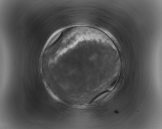 X0000085320854200703302043