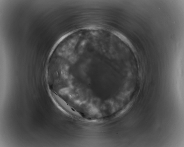 X0000085320855200703302043