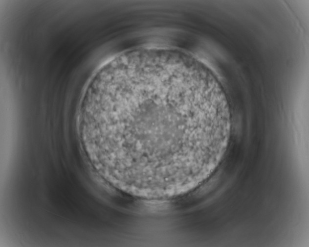 X0000085320856200703302043