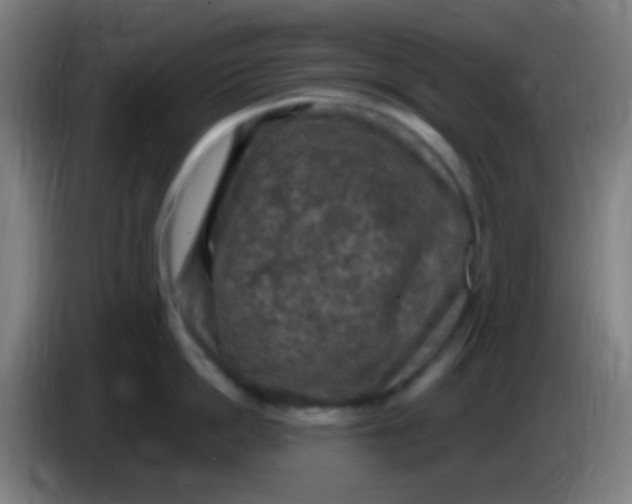 X0000085320862200703302043