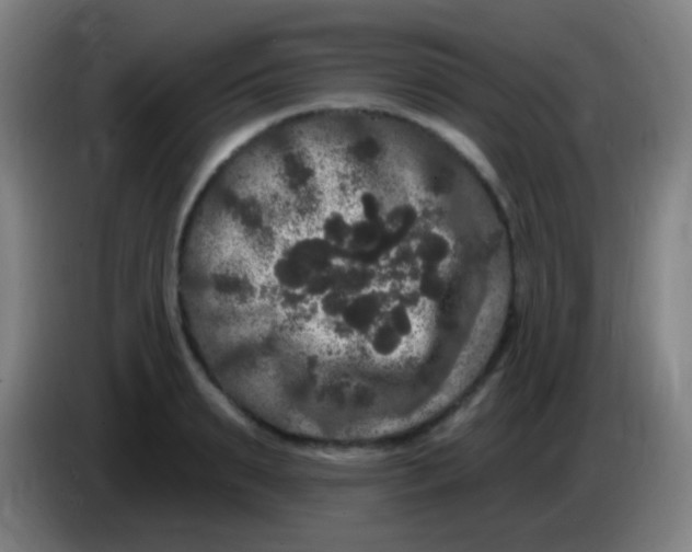 X0000085320895200703302042