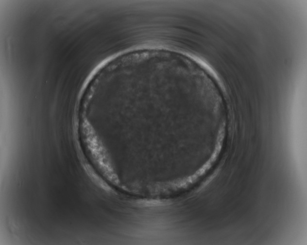 X0000085320896200703302042