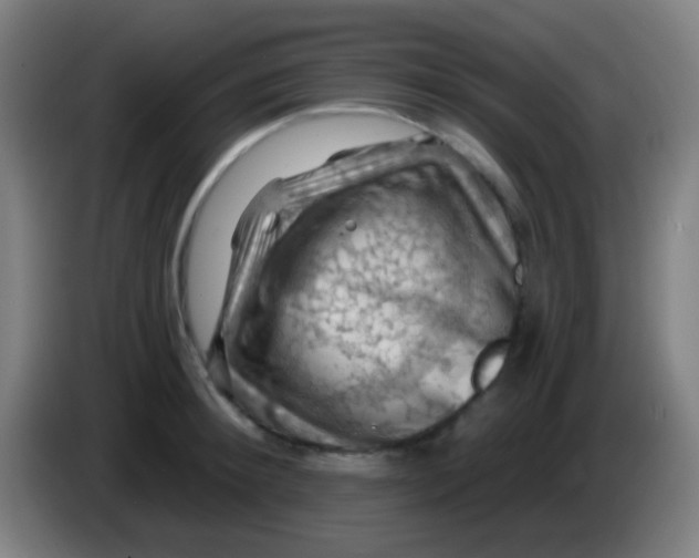 X0000085320900200703302042