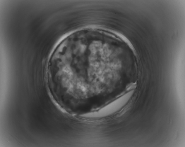 X0000085320903200703302042