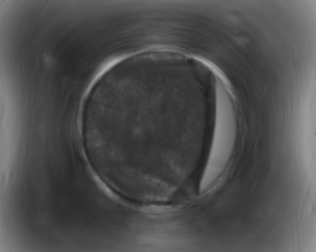 X0000085320910200703302042