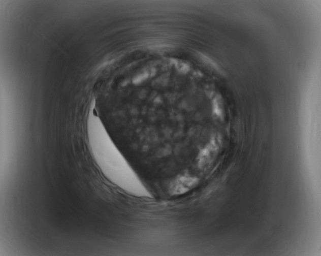 X0000085320917200703302041