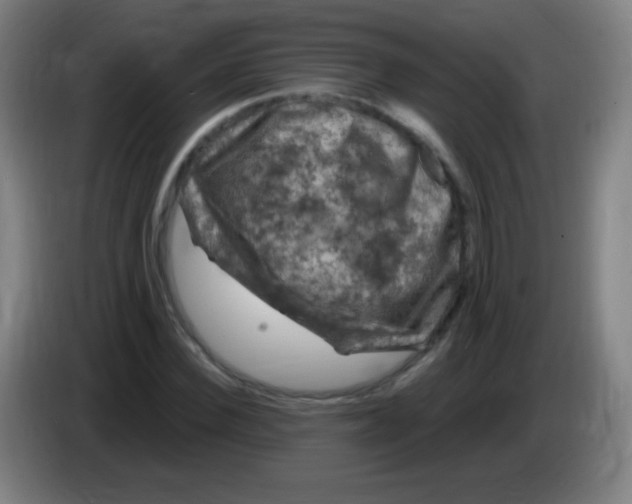 X0000085320924200703302041