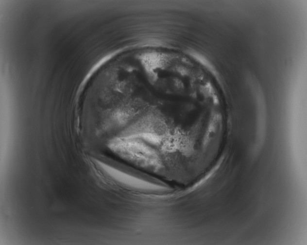 X0000085320925200703302041