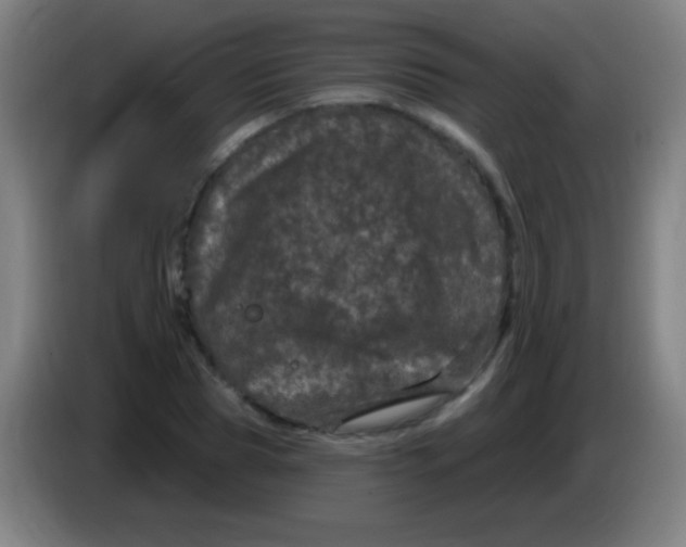 X0000085320929200703302041